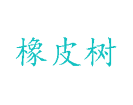 橡皮树